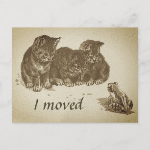  Kittens en Kikker I Bewegde Verandering van Adres Briefkaart