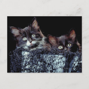 Kittens in container briefkaart