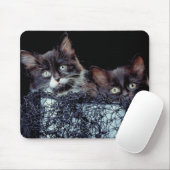 Kittens in container muismat (Met muis)