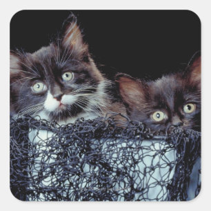 Kittens in container vierkante sticker