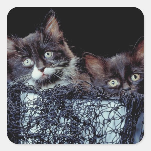 Kittens in container vierkante sticker (Voorkant)