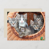 Kittens in een briefkaart (Voorkant / Achterkant)