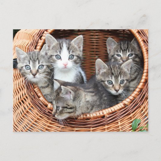 Kittens in een briefkaart (Voorkant)
