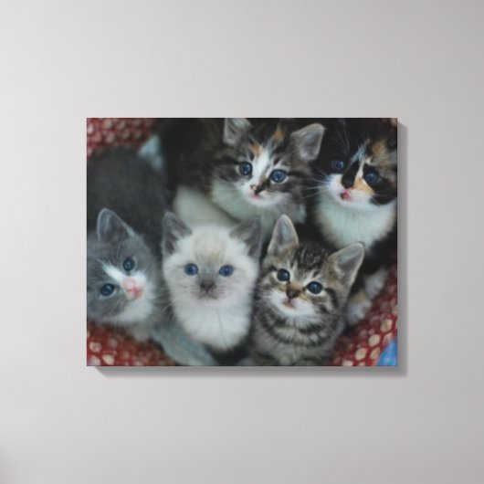 Kittens in een mandje canvas afdruk (Voorkant)
