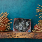 Kittens in een mandje fotoplaat (Zijkant)