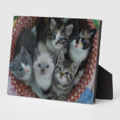 Kittens in een mandje fotoplaat (Zijkant)