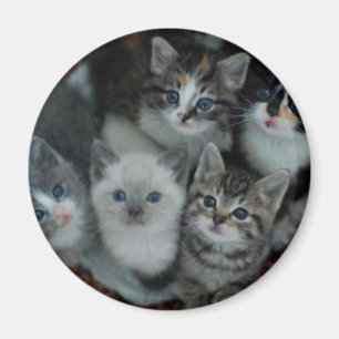 Kittens in een mandje magneet