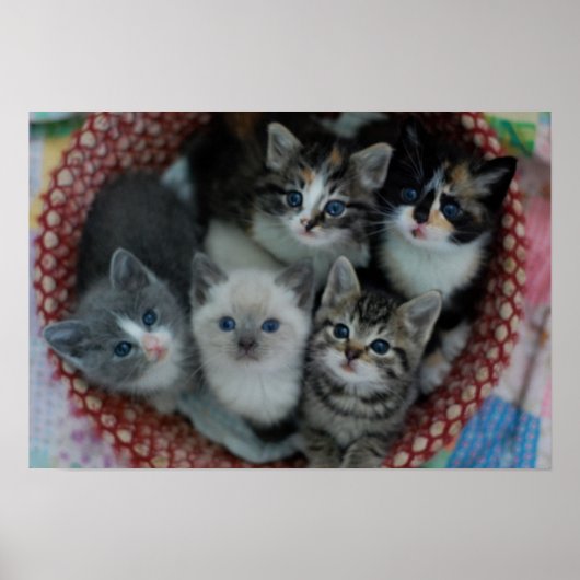 Kittens in een mandje poster (Voorkant)