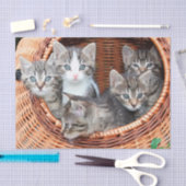 Kittens in een mandje tissue papier (Craft)