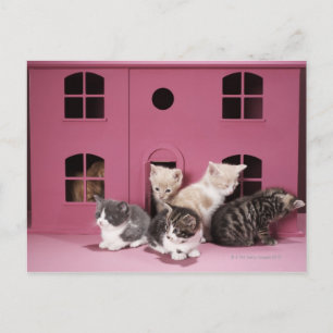 Kittens in het huis van de pop briefkaart