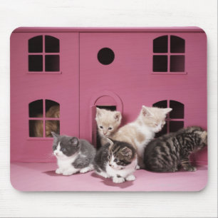 Kittens in het huis van de pop muismat