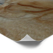 Kittens in Love Poster (Hoek)