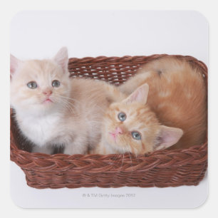 Kittens in mandje vierkante sticker