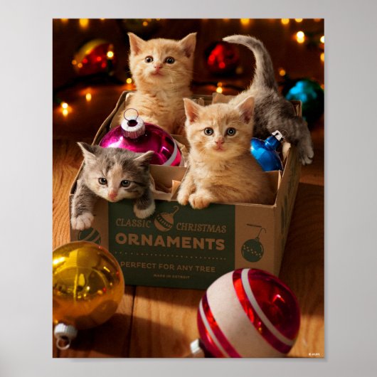 Kittens in Ornament Box Poster (Voorkant)