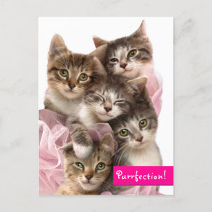 Kittens in Tutus Uitnodiging Briefkaart