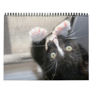 Kittens, kittens. kalender