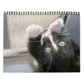 Kittens, kittens. kalender (Hoes)