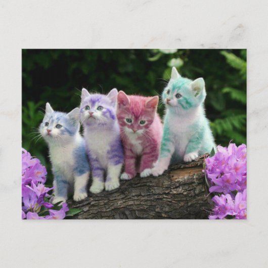 kittens kleur briefkaart (Voorkant)