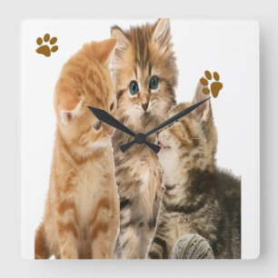 kittens klok