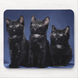 Kittens Muismat