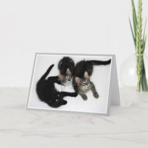 Kittens Pensez à votre carte