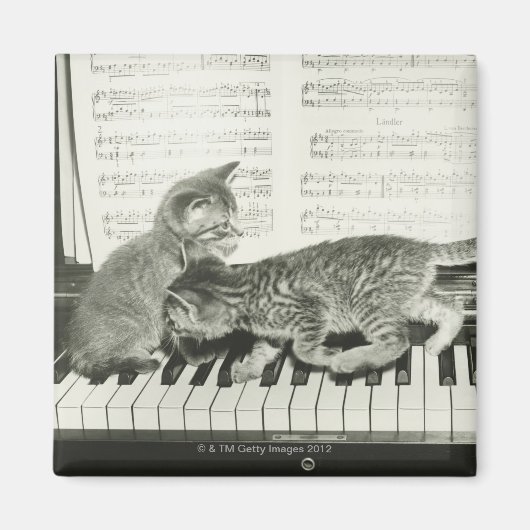 Kittens Pianospelen Magneet (Voorkant)