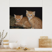 Kittens Poster (Keuken)