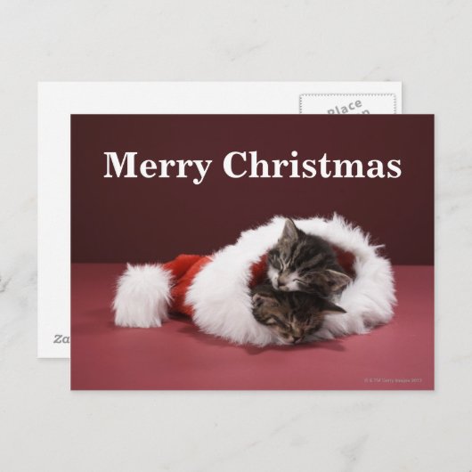 Kittens slapen samen in het kerstpet feestdagenkaart (Voorkant / Achterkant)