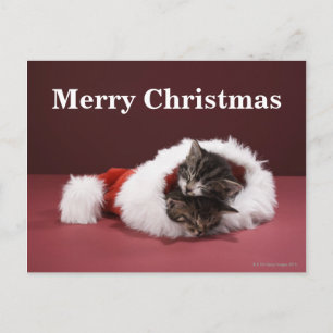 Kittens slapen samen in het kerstpet feestdagenkaart