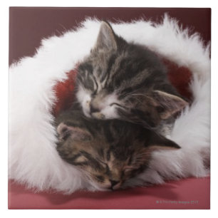 Kittens slapen samen in het kerstpet tegeltje