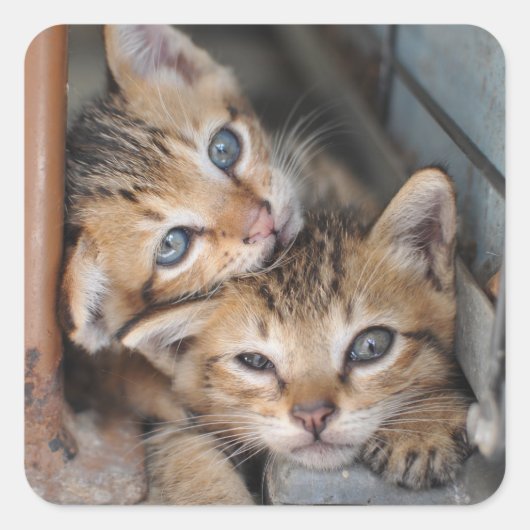 Kittens Vierkante Sticker (Voorkant)