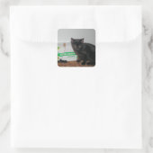 Kittens Vierkante Sticker (Tas)