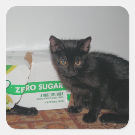 Kittens Vierkante Sticker (Voorkant)