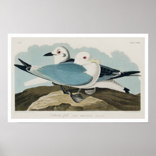 Kittiwake Gull par Audubon Poster