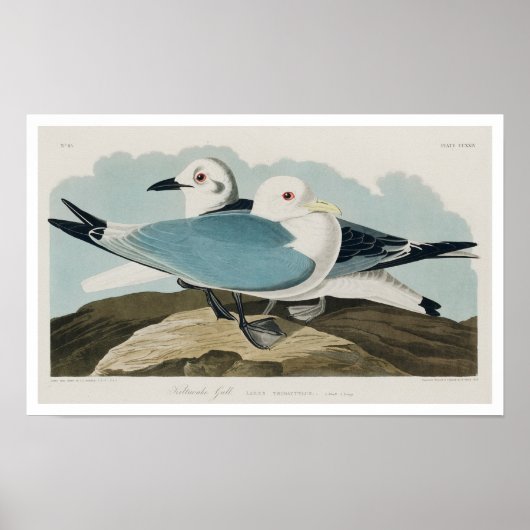Kittiwake Gull par Audubon Poster (Devant)