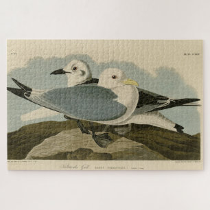 Kittiwake Gull uit Audubon's Birds of America Legpuzzel