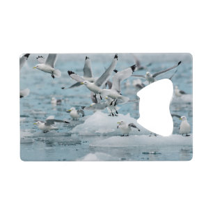 Kittiwakes volant