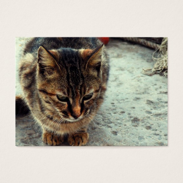 Kitty (Devant)