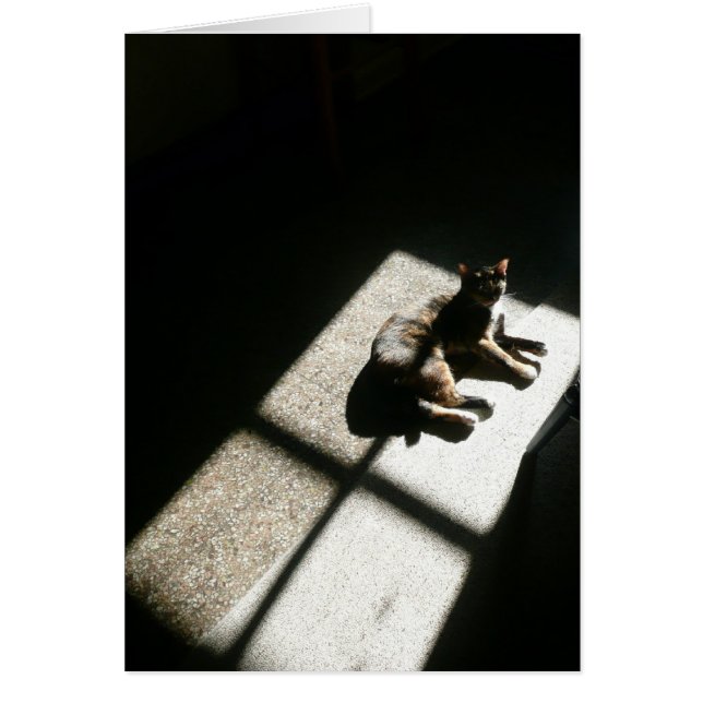 kitty a trouvé le soleil, calico chat dans l'ombre (Devant)