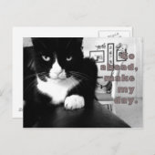 Kitty Attitude - Aller de l'avant, faire ma carte  (Devant / Derrière)