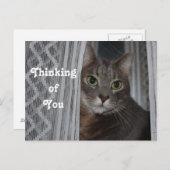 Kitty Cat denkt aan je Briefkaart (Voorkant / Achterkant)