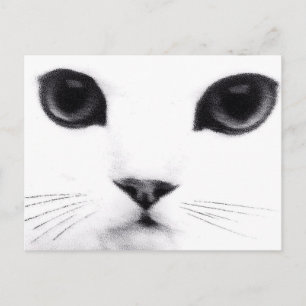 Kitty Cat Features Briefkaart