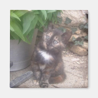 Kitty Cat koelkast Magnet Magneet