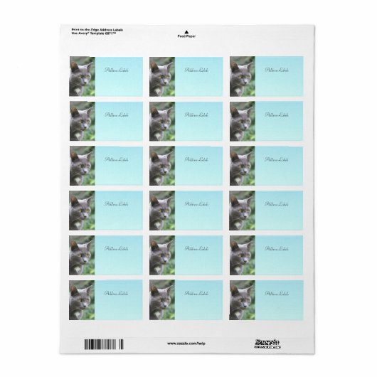 Kitty Chat Étiquettes de adresse (Feuille entière)