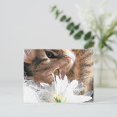Kitty de carte postale (Debout devant)