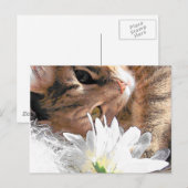 Kitty de carte postale (Devant / Derrière)