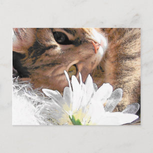 Kitty de carte postale