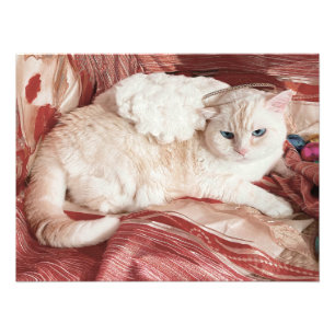 Kitty Engel Foto Afdruk