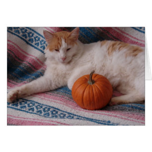 Kitty et Citrouille
