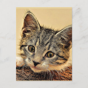 kitty, kitty, schattig en aanhalig, briefkaart